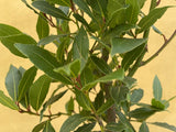 Laurus nobilis - Bay Tree - Bay leaves -2L Pot - Bay Leaf Tree - evergreen- Herb plant - parijat plant - shopify online plant shop - best houseplant - houseplant - online sale - online shoping