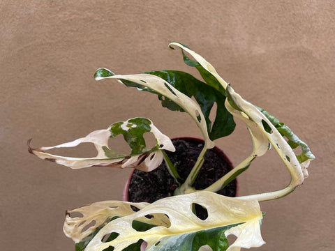 monstera adansonii variegata archipelago heavily variegated monstera adansonii plant -exact plant shown in the – Parijat Plant