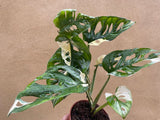 Variegated Monstera Adansonii plant 1 leaf cutting with root -This cutting selected randomly from the plant shown in the picture - Parijat Plant 