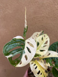 heavily variegated monstera adansonii 1 leaf rooted cutting - randomly selected - Parijat Plant 