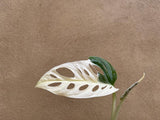 heavily variegated monstera adansonii 1 leaf rooted cutting - randomly selected - Parijat Plant 