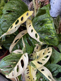 heavily variegated monstera adansonii 1 leaf rooted cutting - randomly selected - Parijat Plant 