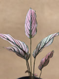 Calathea White Star plant - Pet Safe Plant - small calathea plant - Parijat Plant 