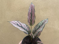 Calathea White Star plant - Pet Safe Plant - houseplant -plant -indoor plant - succulent plant - plant decor - Parijat Plant- small calathea plant