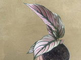 Calathea White Star plant - Pet Safe Plant - small calathea plant - Parijat Plant 