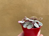 variegated string of hearts in a tiny 6cm decorative pot - pot color selected randomly - Parijat Plant 