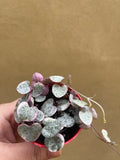 variegated string of hearts in a tiny 6cm decorative pot - pot color selected randomly -  houseplant -plant -indoor plant - succulent plant - plant decor - Parijat Plant