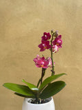 mini orchid in a 8cm ceramic pot - Cute orchids plant -phalaenopsis orchids plant - Parijat Plant 