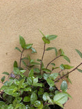 Tradescantia green cutting for sale - easy growing - Parijat Plant 