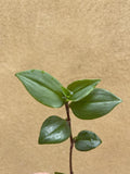 Tradescantia green cutting for sale - easy growing  - houseplant -plant -indoor plant - succulent plant - plant decor - Parijat Plant