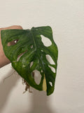 Variegated Monstera Adansonii plant 1 leaf cutting with root -This cutting selected randomly from the plant shown in the picture - Parijat Plant 