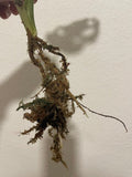 Variegated Monstera Adansonii plant 1 leaf cutting with root -This cutting selected randomly from the plant shown in the picture - Parijat Plant 