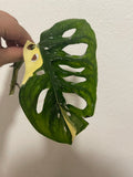 Variegated Monstera Adansonii plant 1 leaf cutting with root -This cutting selected randomly from the plant shown in the picture - Parijat Plant 