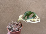 Heavily variegated monstera adansonii 1 leaf rooted plant cutting -exact rooted cutting is shown in the picture - monstera Archipelago - houseplant -plant -indoor plant - succulent plant - plant decor - Parijat Plant