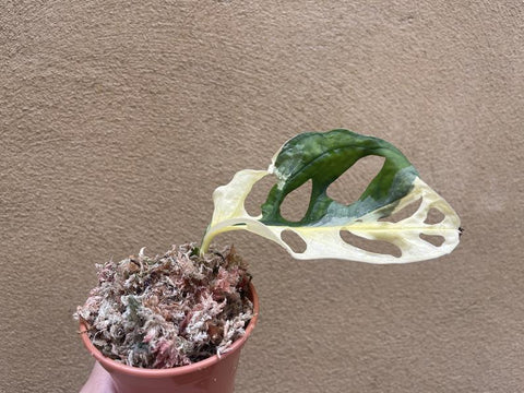 Heavily variegated monstera adansonii 1 leaf rooted plant cutting -exact rooted cutting is shown in the picture - monstera Archipelago - houseplant -plant -indoor plant - succulent plant - plant decor - Parijat Plant