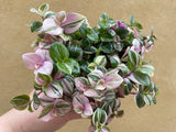 Tradescantia rosa - tradescantia fluminensis plant - tradescantia albiflora - trailing plant - 10cm potted plant - Parijat Plant 