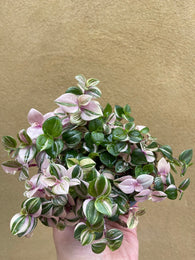 Tradescantia rosa - tradescantia fluminensis plant - tradescantia albiflora - trailing plant - 10cm potted plant houseplant -plant -indoor plant - succulent plant - plant decor - Parijat Plant 