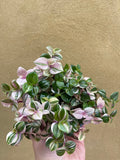 Tradescantia rosa - tradescantia fluminensis plant - tradescantia albiflora - trailing plant - 10cm potted plant - Parijat Plant 