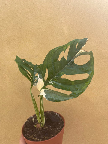 variegated monstera adansonii plant - big leaf - well rooted plant - rare plant - exact plant shown into the picture - houseplant -plant -indoor plant - succulent plant - plant decor - Parijat Plant 