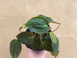 Philodendron Micans plant - 12cm potted plant - houseplant - Philodendron micans - rare philodendron - Parijat Plant 