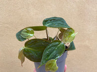 Philodendron Micans plant - 12cm potted plant - houseplant - Philodendron micans - rare philodendron  - houseplant -plant -indoor plant - succulent plant - plant decor - Parijat Plant