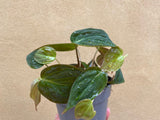 Philodendron Micans plant - 12cm potted plant - houseplant - Philodendron micans - rare philodendron  - houseplant -plant -indoor plant - succulent plant - plant decor - Parijat Plant