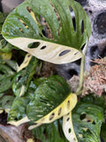 heavily variegated monstera adansonii 1 leaf rooted cutting - randomly selected - Parijat Plant 