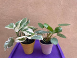 2 mini plant mix - Pilea Peperomoides plant -Devil's Ivy N'Joy plant - purple plate is not included - Parijat Plant - good luck plant - houseplant -plant -indoor plant - succulent plant - plant decor