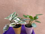 2 mini plant mix - Pilea Peperomoides plant -Devil's Ivy N'Joy plant - purple plate is not included - Parijat Plant 