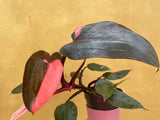 philodendron pink princess 1 leaf fresh cutting with aerial root - This cutting selected randomly from the plant shown in the picture - Parijat Plant 