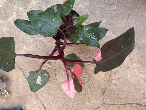 philodendron pink princess 1 leaf fresh cutting with aerial root - This cutting selected randomly from the plant shown in the picture - interior home decor - shopify online plant shop - online selling - pink princess  - online shopping - plant shop - plant trend - plant daddy - plant mommy - plant lovers - plant gift - philodendron pink princess - houseplant - indoorjungle - home decoration - interior houseplant - 