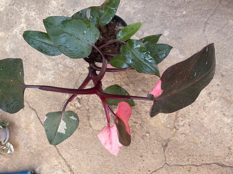 pink princess philodendron aerial roots philodendron pink princess 1 leaf fresh cutting with aerial root