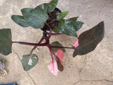 philodendron pink princess plant - half moon - 12 plus leaf - large indoor plant - exact plant shown in the picture - Parijat Plant 