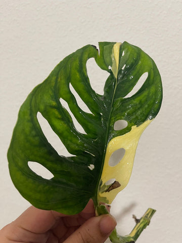 Variegated Monstera Adansonii plant 1 leaf ctutting with root -This cutting selected randomly from the plant shown in the picture - houseplant -plant -indoor plant - succulen plant - plant decor - Parijat Plant - rare plant
