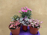 5 houseplant mix - tradescantia - fittonia - dianthus 'I love you ' plant - Parijat Plant 