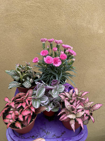 5 houseplant mix - tradescantia - fittonia - dianthus 'I love you ' plant - houseplant -plant -indoor plant - succulent plant - plant decor - Parijat Plant 