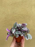 tradescantia sweetness plant in a tiny 5.5cm pot - cute pink plant - Parijat Plant 