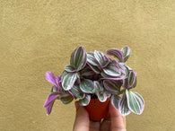 tradescantia sweetness plant in a tiny 5.5cm pot - cute pink plant -  houseplant -plant -indoor plant - succulent plant - plant decor - Parijat Plant