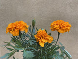 1 Marigold plant - tagetes -genda flower plant- flower colour selected randomly - houseplant -plant -indoor plant - succulent plant - plant decor - Parijat Plant