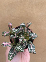 Fittonia plant - Nerve plant - green foliage plant - live plant -  houseplant -plant -indoor plant - succulent plant - plant decor - Parijat Plant