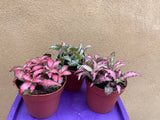 3 fittonia mix - houseplant - nerve plant - Parijat Plant 