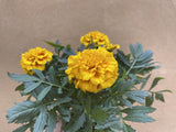 1 Marigold plant - tagetes -genda flower plant - yellow flowering plant - Parijat Plant 