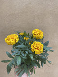 1 Marigold plant - tagetes -genda flower plant - yellow flowering plant - Parijat Plant 