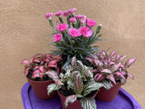 4 houseplant mix -fittonia - dianthus 'I love you ' plant - Parijat Plant 
