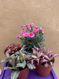 4 houseplant mix -fittonia - dianthus 'I love you ' plant -  houseplant -plant -indoor plant - succulent plant - plant decor - Parijat Plant