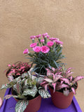 4 houseplant mix -fittonia - dianthus 'I love you ' plant -  houseplant -plant -indoor plant - succulent plant - plant decor - Parijat Plant