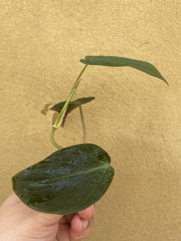 philodendron micans cutting Philodendron Micans cutting