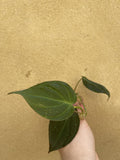 Philodendron Micans cutting - unrooted Philodendron micans cutting- rare philodendron - Parijat Plant 