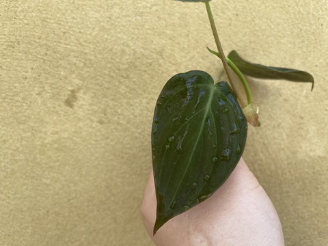 philodendron micans cutting Philodendron Micans cutting