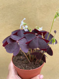 oxalis triangularis plant in a tiny 8cm pot - lucky purple shamrock plant - Parijat Plant 